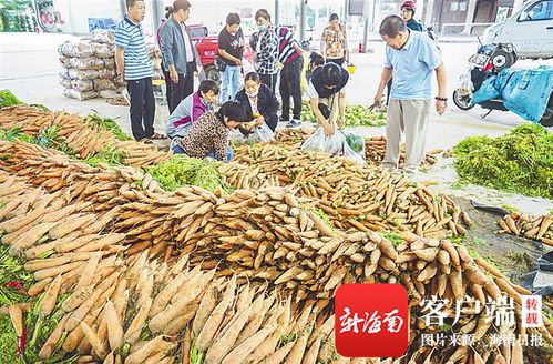 三亚农投公益性批发市场 架起“菜园子”直通“菜篮子”的惠民桥